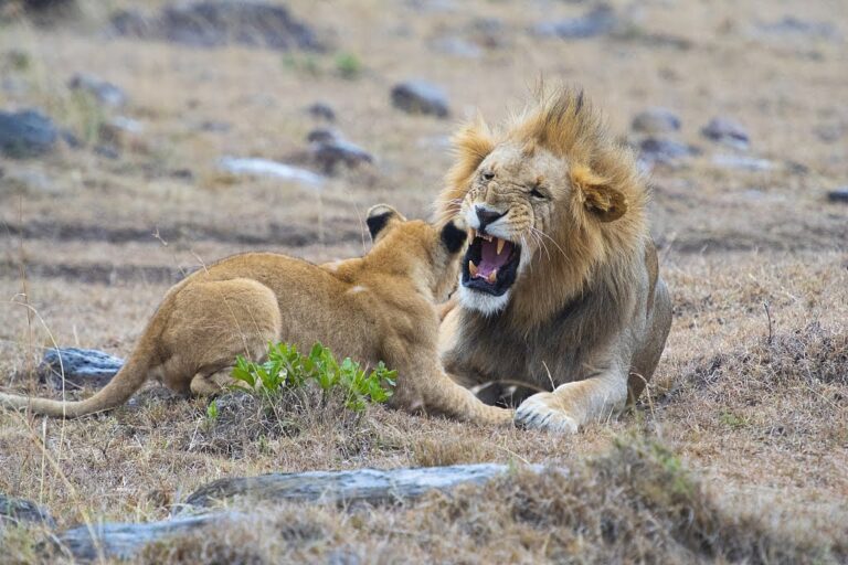 Tension as Marauding Lion Roams Kitise Villages, Makueni