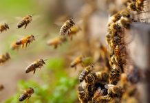 78-year-old man stung to death by bees in his Matungulu farm bees