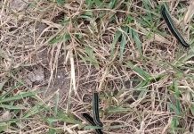 Machakos Farmers counting losses as Armyworms invade farms img-20220206-wa0004_1