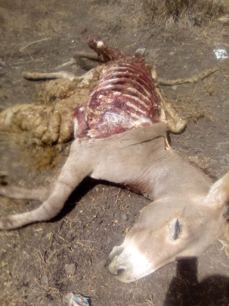 Anxiety grips Mlolongo as 4 stolen Donkeys are found slaughtered