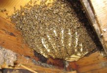 Bees attack 40 Form 4 Students sitting KCSE Kiswahili paper In Kathiani fb_img_1647512453471