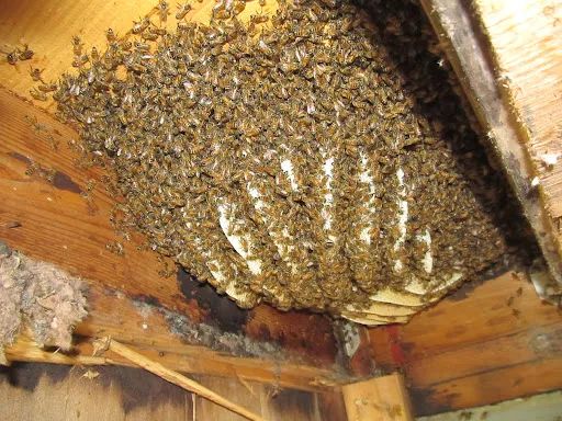 Bees attack 40 Form 4 Students sitting KCSE Kiswahili paper In Kathiani