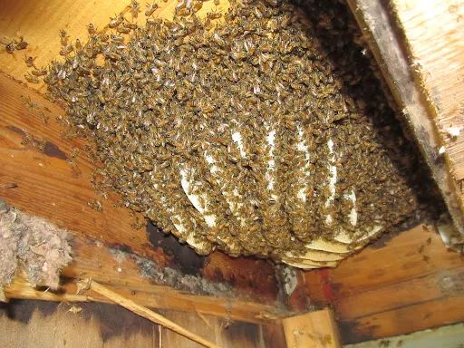 bees-attack-40-form-4-students-sitting-kcse-kiswahili-paper-in-kathiani