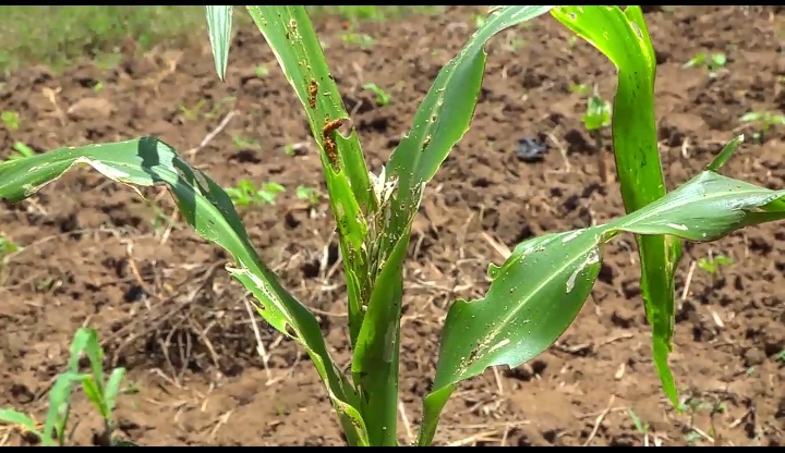 Kitui Farmers Count Losses as Armyworms Destroy Crops amidst Inadequate Rainfall