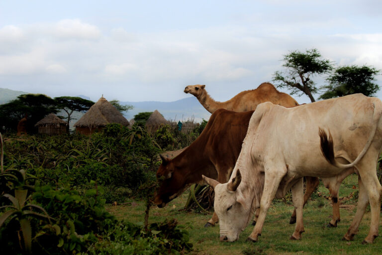 Mwingi North Residents spend Nights in the Cold After Somali Camel Herders invade