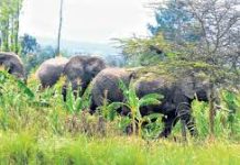 Kibwezi Farmers counting losses as elephants cause havoc on their farms nzou