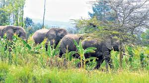 Kibwezi Farmers counting losses as elephants cause havoc on their farms