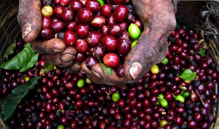 Big win as Machakos Coffee Farmers set to begin exporting coffee to South Korea