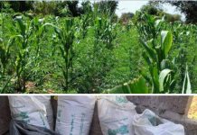 Masinga residents raise concerns over bhang dealers with big farms in the area screenshot_2022-06-18-11-59-35-06_a23b203fd3aafc6dcb84e438dda678b6