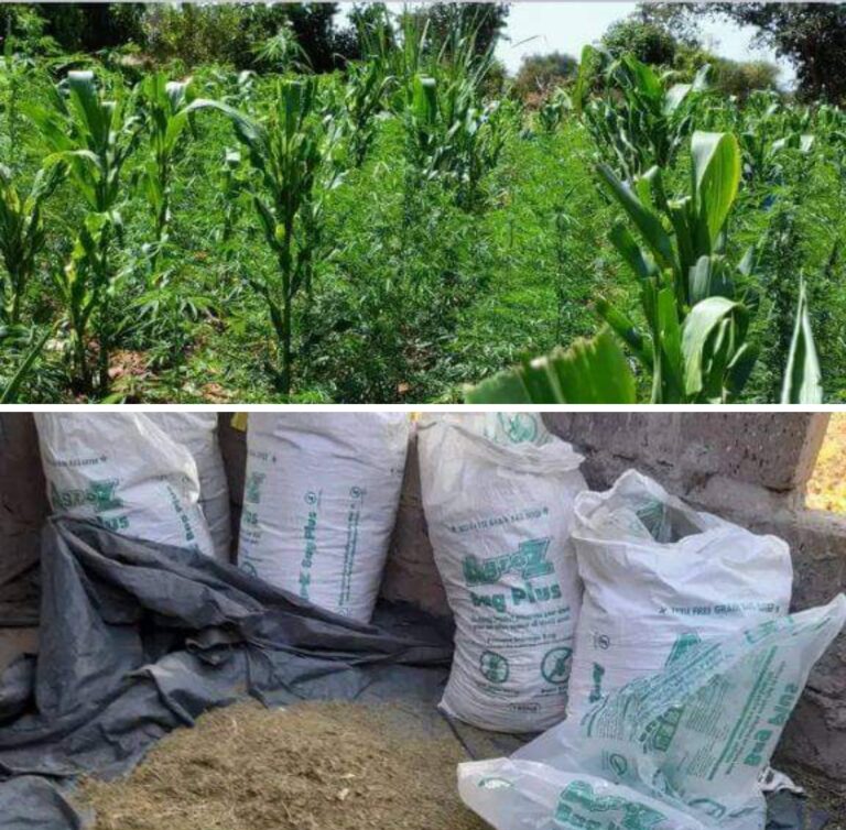 Masinga residents raise concerns over bhang dealers with big farms in the area