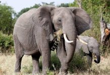 Makindu Residents living in fear over 2 stray elephants images-1-15