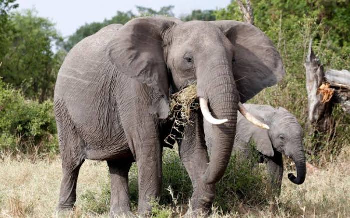 Makindu Residents living in fear over 2 stray elephants