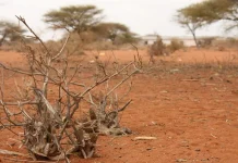 3 dead as drought continues to ravage Kitui county