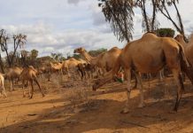 Mwingi North Residents Spend Night in Forest as Camel Herders Stab a Man and Fire shots
