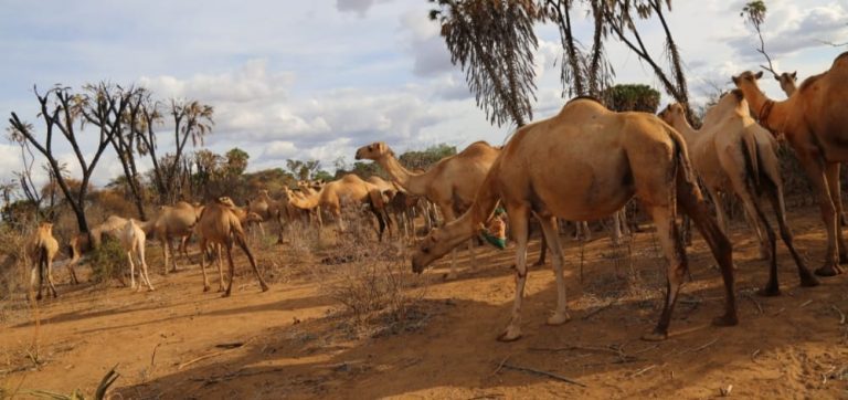 Mwingi North Residents Spend Night in Forest as Camel Herders Stab a Man and Fire shots