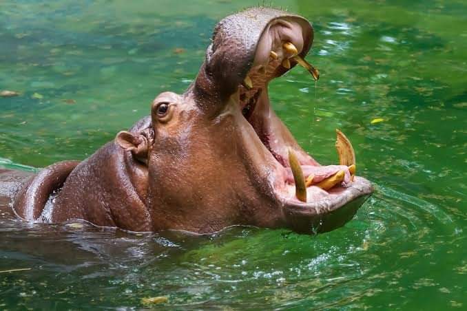 Two killed, One Injured by Hippo in River Athi