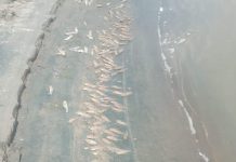Panic grips locals as dead fish float in Masinga dam
