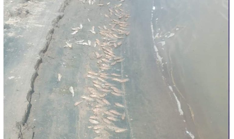 Panic grips locals as dead fish float in Masinga dam