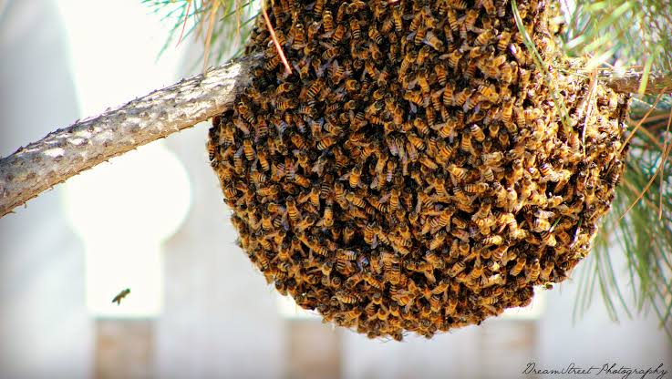 Strange bees attack several people in Kitui