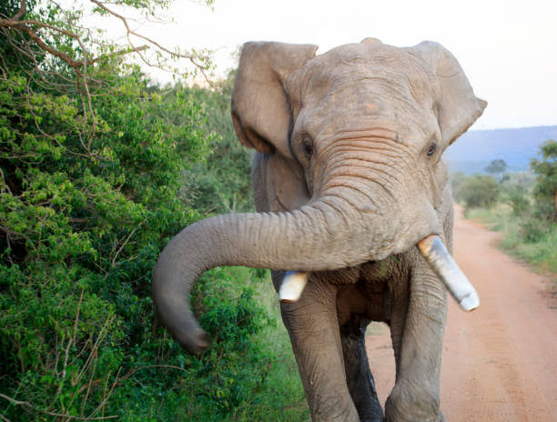 Makueni: Police lob teargas at locals demonstrating over Elephant invasion