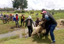 Tala Livestock traders cry to Governor Wavinya