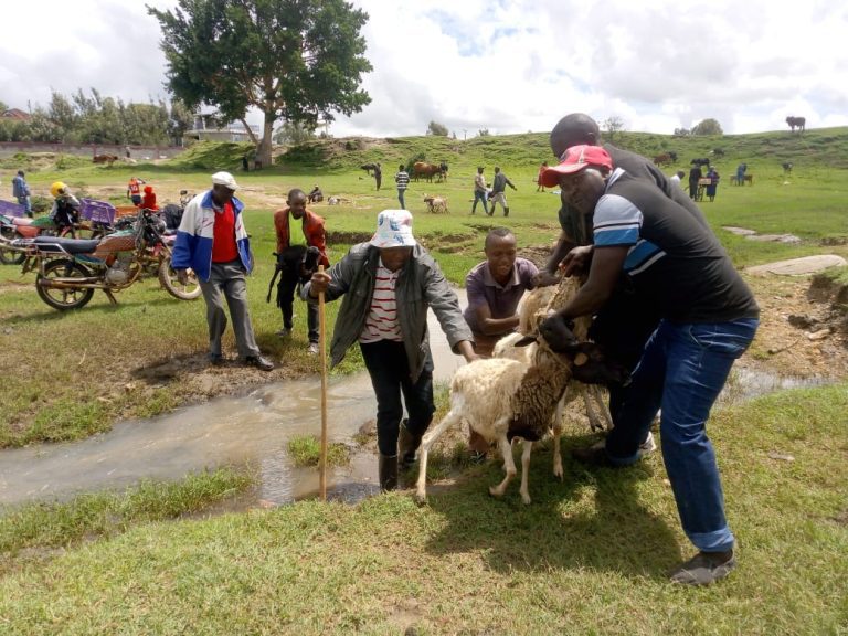 Tala Livestock traders cry to Governor Wavinya