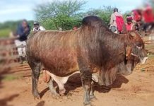 Matuu farmer refuses 280k offer on bull, goes back home with it