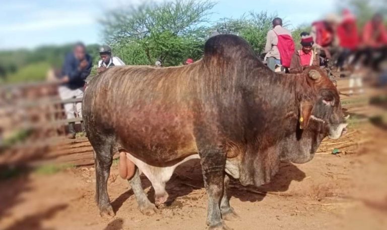 Matuu farmer refuses 280k offer on bull, goes back home with it