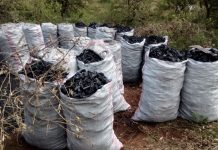 Kitui: Chief Officer calls for relentless effort in Environmental conservation