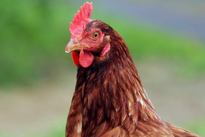 Why Slaughtering Chicken for In-laws is a taboo for Kambas