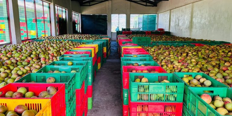 Makueni County to host the first National Mango Conference