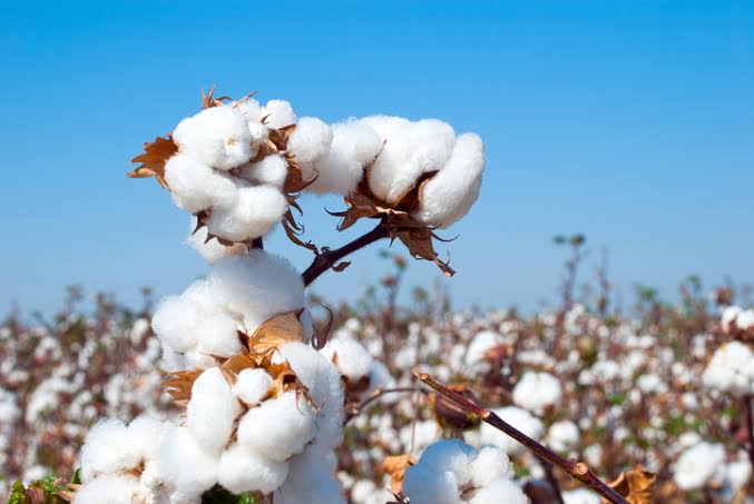 Hope for Kitui Cotton farmers as Senate Agriculture committee visits