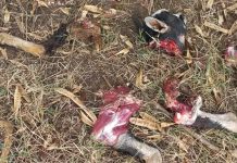 Kibwezi: Metava locals in fear as roaming lion kills livestock