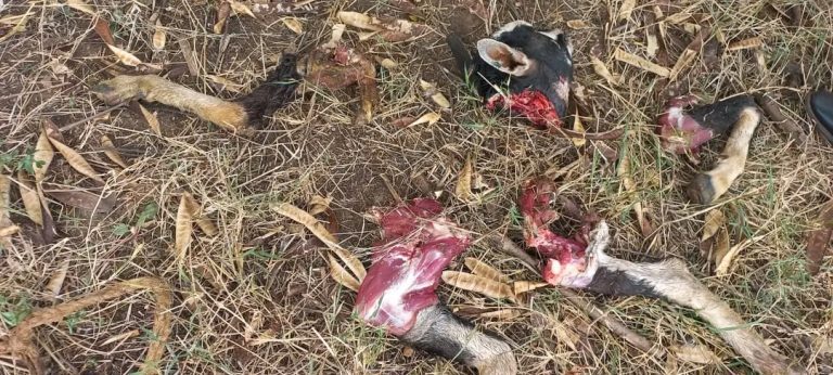 Kibwezi: Metava locals in fear as roaming lion kills livestock