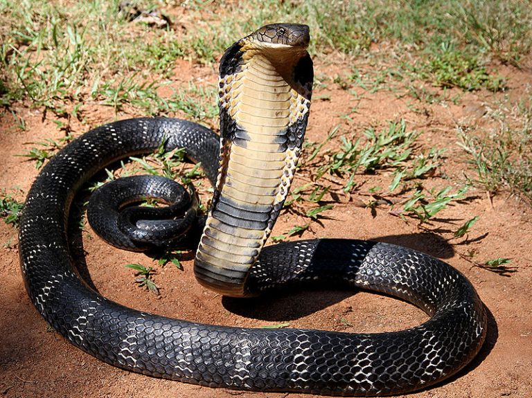 Mwingi: Snakebite victims ask government to reinstate compensation