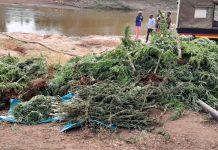 Mwala: 34-Year-Old Arrested With Bhang Worth 1.2 M