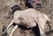 Matungulu: Farmer Loses Dorper Sheep Worth 250,000