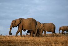 Kitui South: KWS boss faults locals for making it hard to drive out wild animals