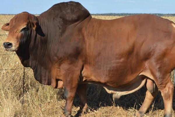 Herdsman on the run after stealing employer’s cows in Kitui