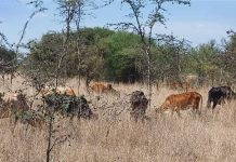 Matungulu farmer losses eight cows to thieves