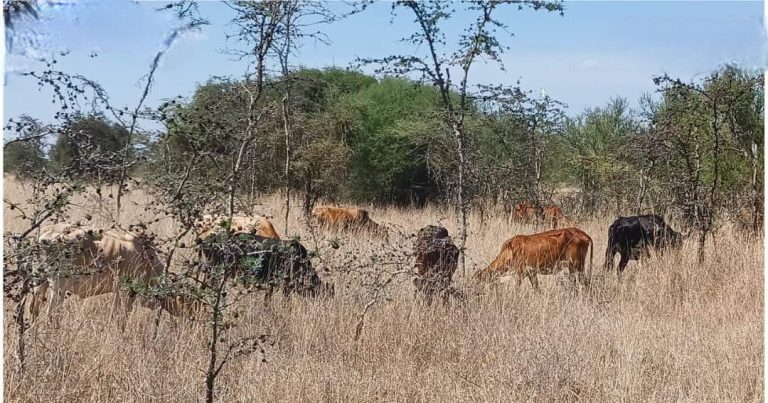 Matungulu farmer losses eight cows to thieves