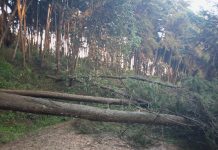 Trees fall along Kathiani-Machakos road crippling transport