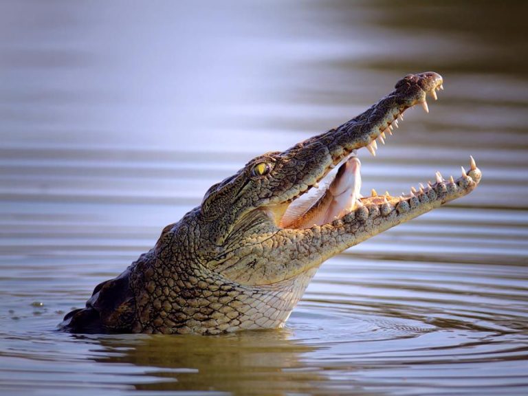Crocodile Attack Claims Man’s Life in Makueni
