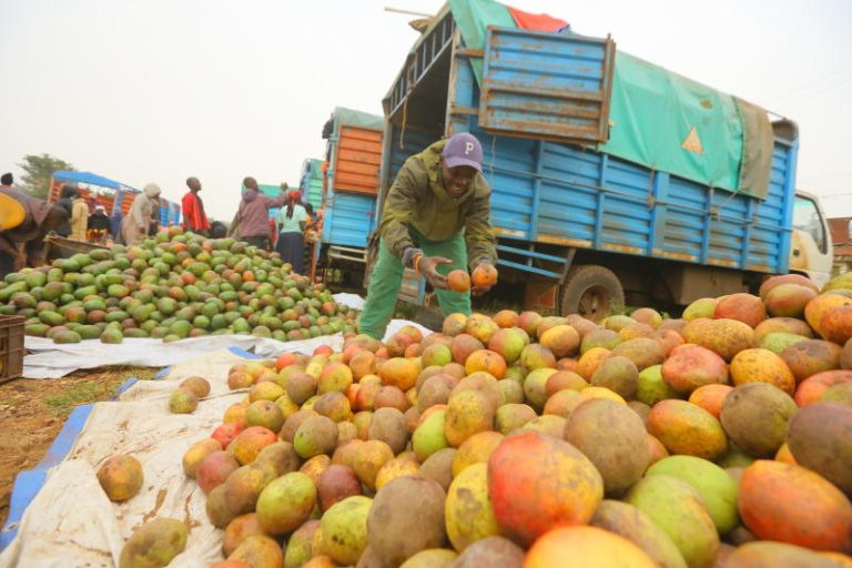 Brokers Exploit Desperate Mango Farmers in Makueni