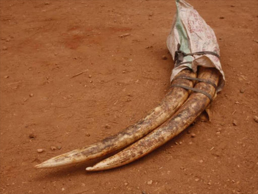 Makueni: 4 Sentenced to 5 Years in Prison for Possession of Elephant Tusks