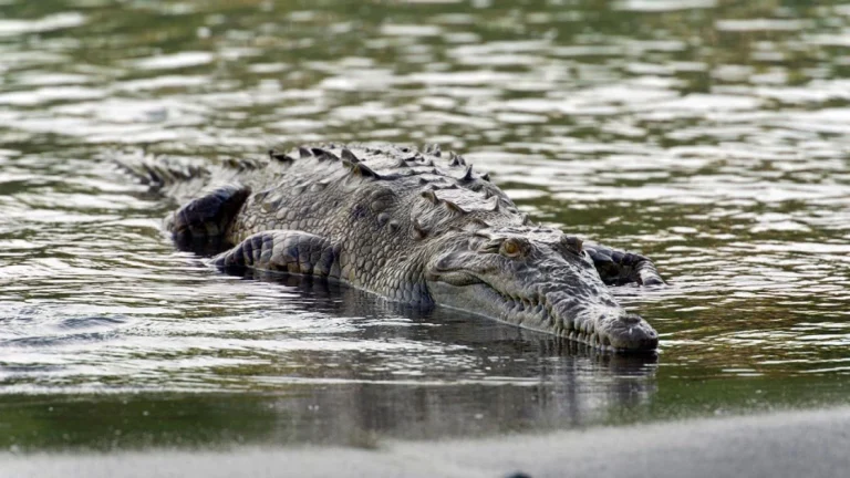 KWS faces angry locals in Mtito Andei after crocodile killed 6 year old