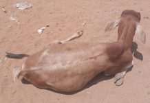 Masinga: Drama as Cow refuses to get up after purchase