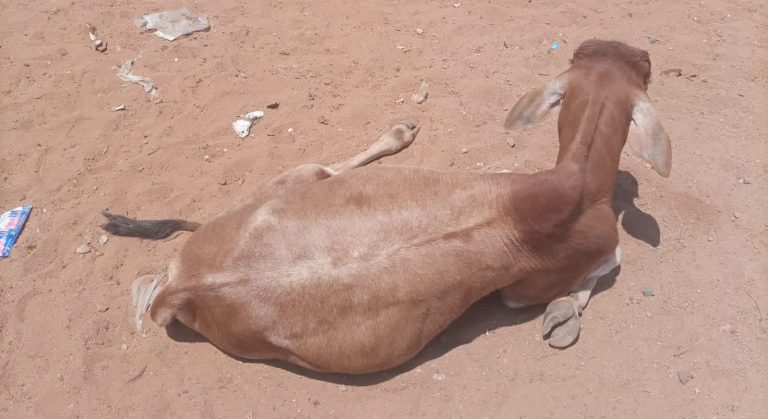 Masinga: Drama as Cow refuses to get up after purchase