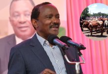 “It’s My Own Secret”: Kalonzo Musyoka Teases Mystery Behind 100 Cows delivered to Raila’s family